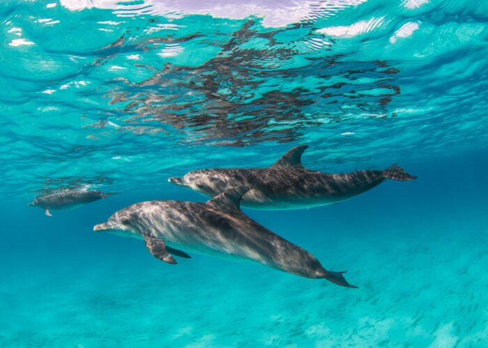 Luxury Private Yacht Daytrip Turks and Caicos Snorkeling