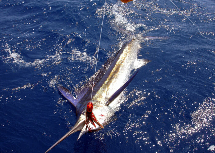 Deep Sea Fishing Charter Private Tour Turks and Caicos