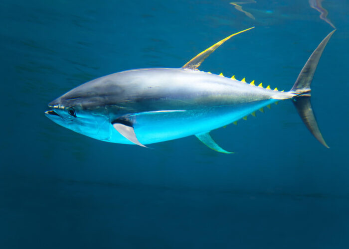 Deep Sea Fishing Charter Private Tour Turks and Caicos