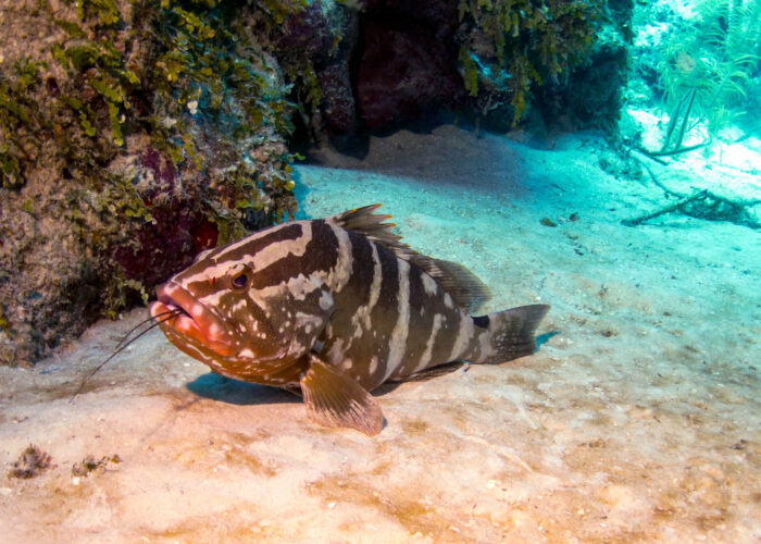 Snorkeling Tour Turks and Caicos